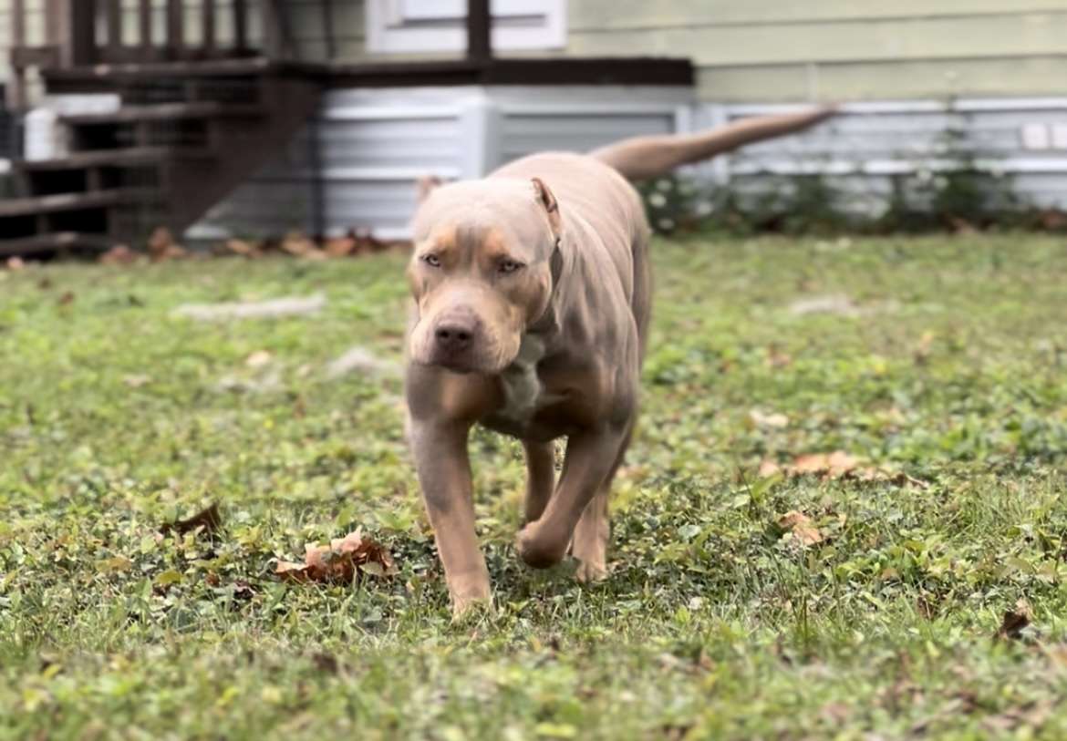 Bam Bullyz Autumn Changes Sycamore Bullies Kennel Jasper Florida